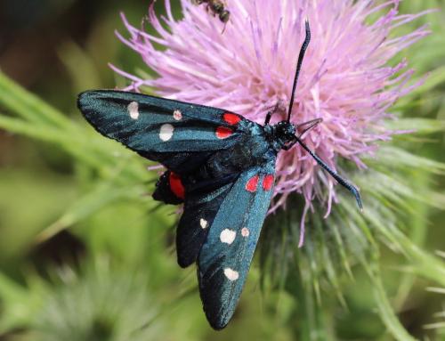 Réf. 267 101 : Zygaena ephialtes